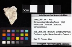 Foto (Objket + Etiketten) von Goniodromites bidentatus (Reuss, 1858) 